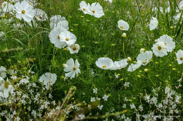 Princess Diana Garden Flowers 