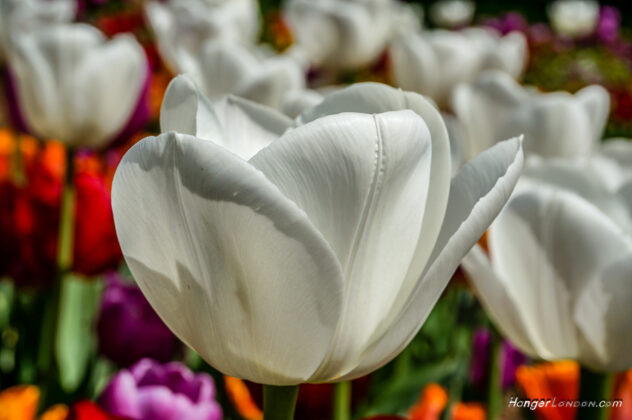 White tulips Princess Diana some of her favourite flowers