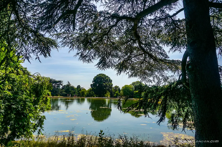 Gunnersbury park: Enchanting Cedar, Elm, and Evergreen trees: 1 Gunnersbury Park view of the Lake