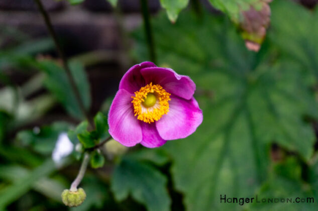 From The Blitz to Blooms: Goldsmiths' Garden in the Heart of London 5 Goldsmiths Garden Flower mauveAnemone