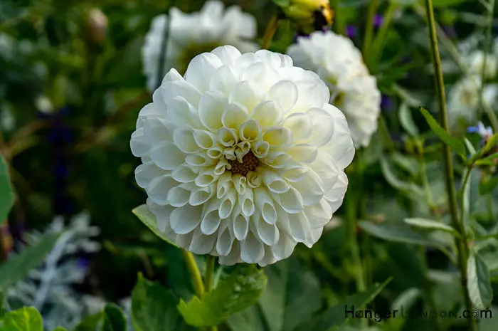 Experience the Beauty of Autumn in Hyde Park, London 14 Hyde Park Autumn flower beds