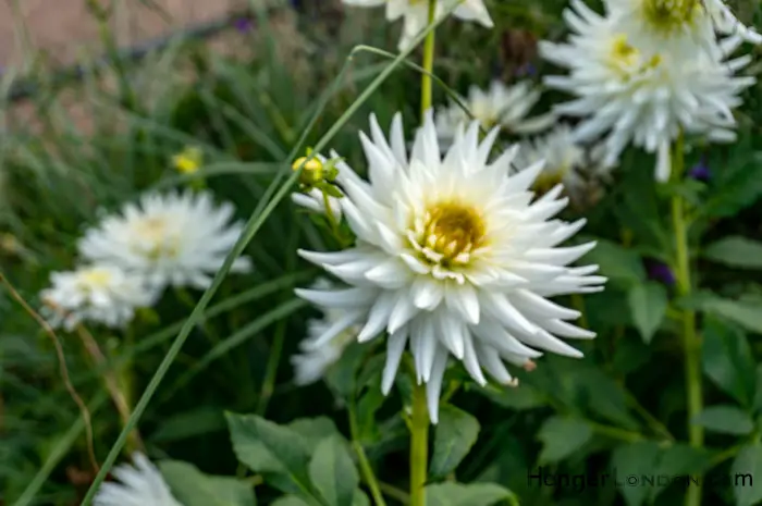 soft blur of Autum flowers Hyde Park