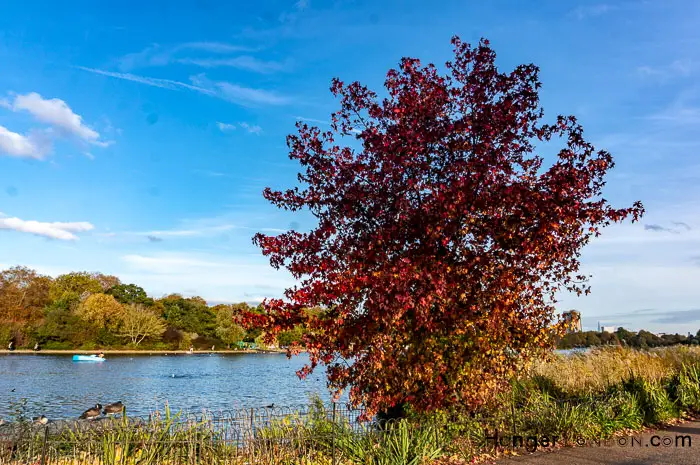 Hyde Park Autumn. 