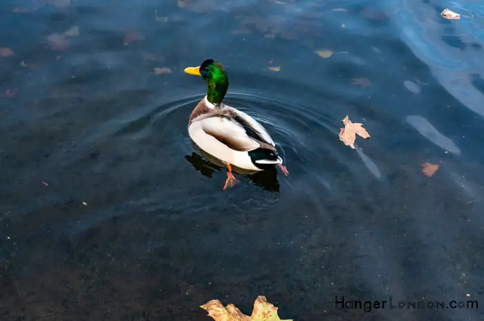 Hyde Park Autumn. The Serpentine