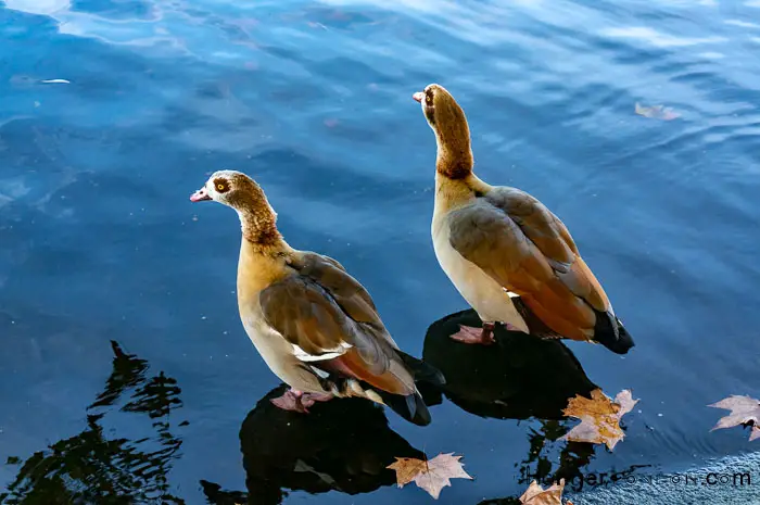 Thought to be Egyptian Geese Hyde Park Serpentine