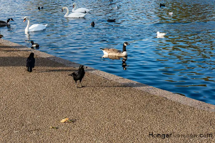 Experience the Beauty of Autumn in Hyde Park, London 12 Hyde Park Serpentine