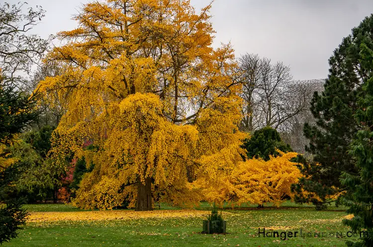 Yellow leaves Gingo trees Kew Gardens Autumn