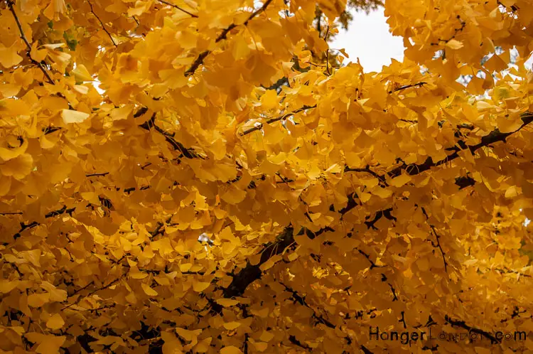 Yellow Leaves Gingo tree Kew Gardens Autumn