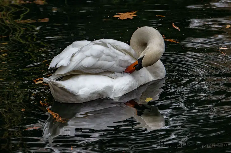 Swan at Kew