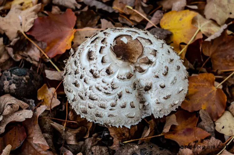 giant toadstool dome Kew Gardens white with circular patterns of little brown semi circle flecks