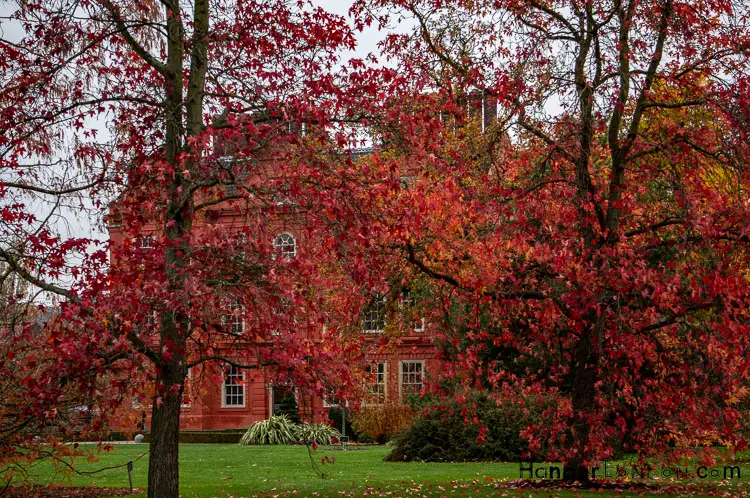 kew Palace Closed for the Winter red tree foliage blends with the red brickwork