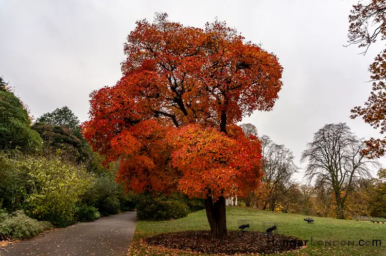 Red orange autumn leaf tree Kew Gardens