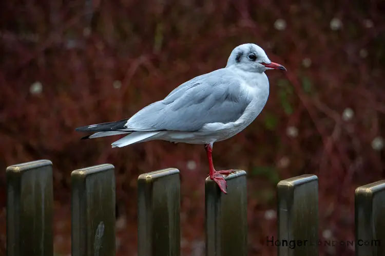 Discover the Magic of Kew Gardens in Autumn: Your Guide to the Golden Season 5 Birds at Kew Gardens on the Sackler Crossing by the water