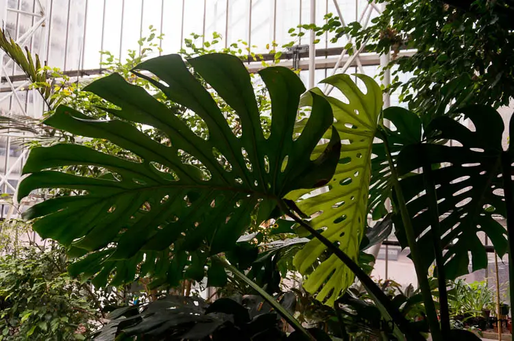 The Battle of the Botanical Giants: The Barbican Conservatory vs Kew Gardens 8 Swiss Cheese Plant