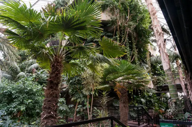 The Battle of the Botanical Giants: The Barbican Conservatory vs Kew Gardens 1