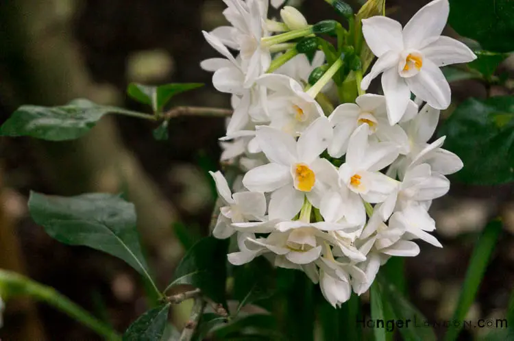 The Battle of the Botanical Giants: The Barbican Conservatory vs Kew Gardens 22 Narcissi flowers