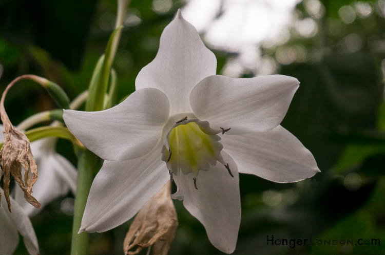 white conservatory flower