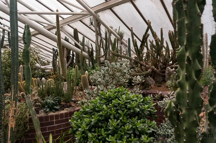 The Barbican Conservatory: The Alternative option to Kew Gardens 1