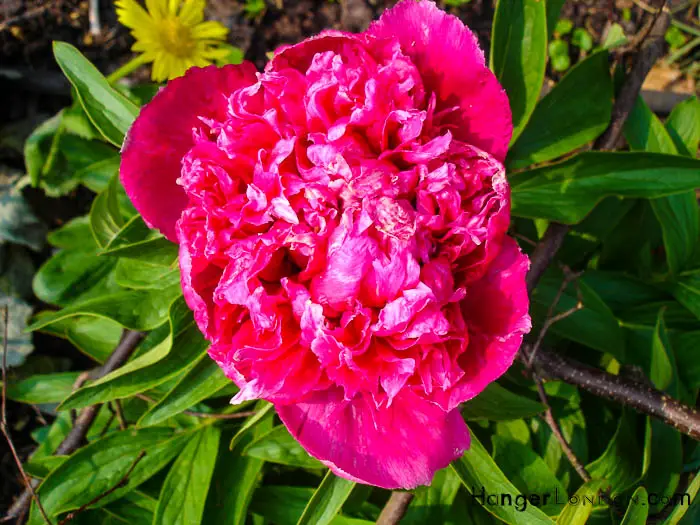 Seeing Red: The Chinese and the meaning of Red 3 peony Flower