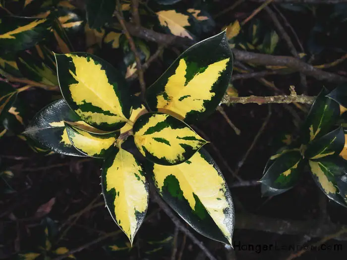 Kew Gardens' Winter Charm: Exploring Holly & Hazel 9