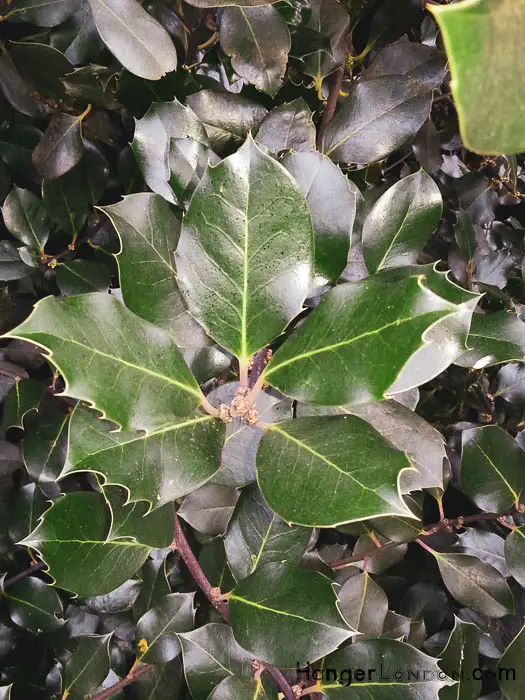 holly kew gardens