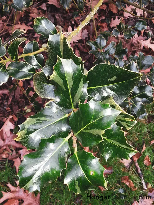 two tones of green holly 