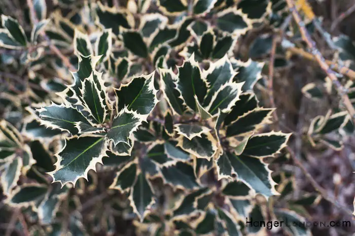 yellow and green holly