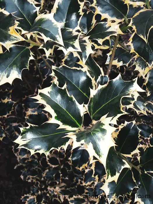 Kew Gardens' Winter Charm: Exploring Holly & Hazel 1