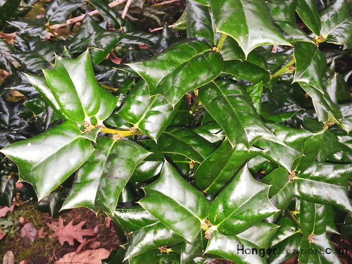 Kew Gardens' Winter Charm: Exploring Holly & Hazel 12 Ilex Cornuta tulip type shape tips in a spade shape