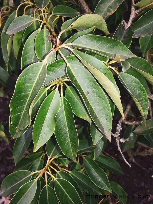 Kew Gardens' Winter Charm: Exploring Holly & Hazel 7