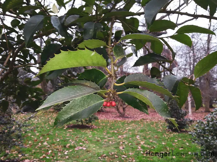 Kew Gardens' Winter Charm: Exploring Holly & Hazel 8 holly berry spiked