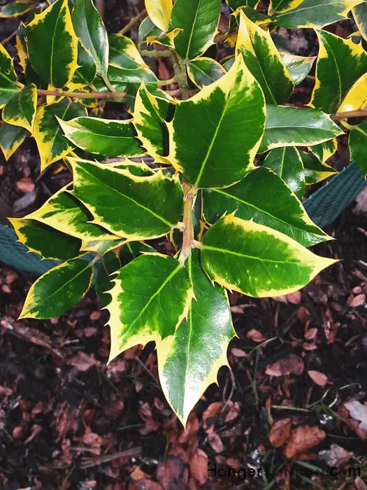 Kew Gardens' Winter Charm: Exploring Holly & Hazel 3 kew Holly