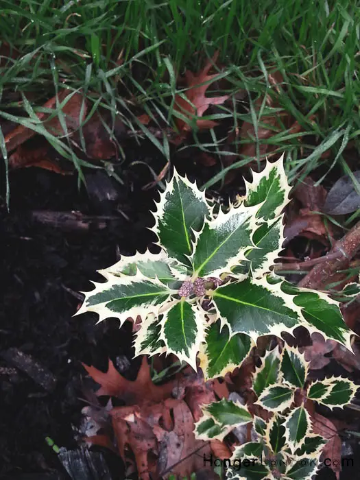 Kew Gardens' Winter Charm: Exploring Holly & Hazel 16 Elegantissima