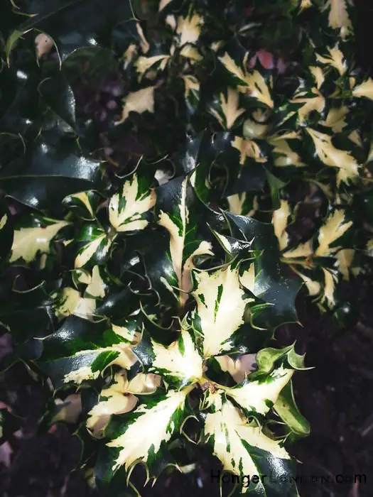 Kew Gardens' Winter Charm: Exploring Holly & Hazel 4