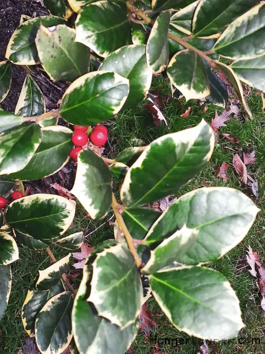 red berry holly