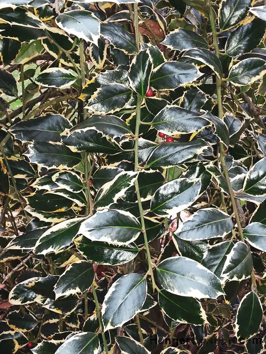 Kew Gardens' Winter Charm: Exploring Holly & Hazel 8