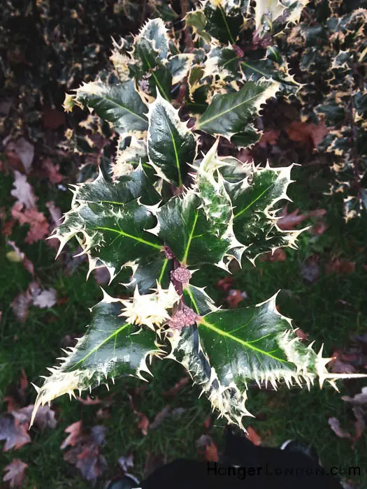 Kew Gardens' Winter Charm: Exploring Holly & Hazel 5