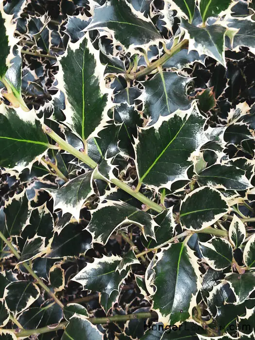 Kew Gardens' Winter Charm: Exploring Holly & Hazel 6