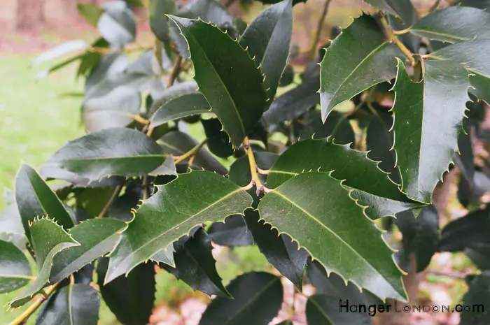 Kew Gardens' Winter Charm: Exploring Holly & Hazel 2