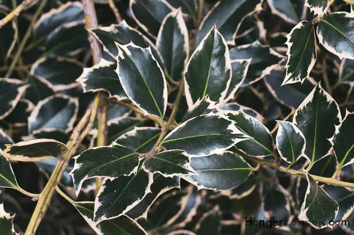 Kew Gardens' Winter Charm: Exploring Holly & Hazel 4 possibly Silver Lining variation email if you know