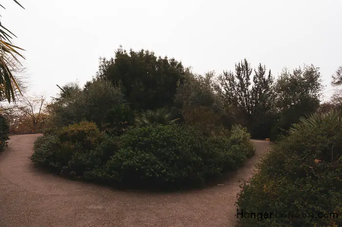 Kew Gardens' Winter Charm: Exploring Holly & Hazel 25 plants of the meditteranean Kew