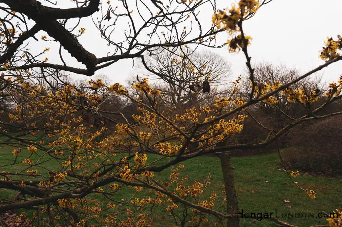 Witch hazel winter flowering Kew 