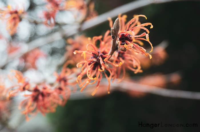 Kew Gardens' Winter Charm: Exploring Holly & Hazel 33 Hamamelis Variation Jelena at Kew