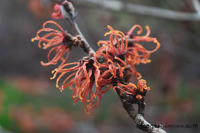 Kew Gardens' Winter Charm: Exploring Holly & Hazel 32 Jelena intermedia Hamamelis Orange shrub flowering