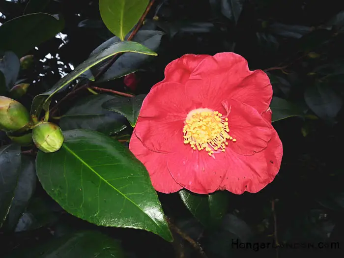 Kew Gardens' Winter Charm: Exploring Holly & Hazel 36 Yuletide Camellia