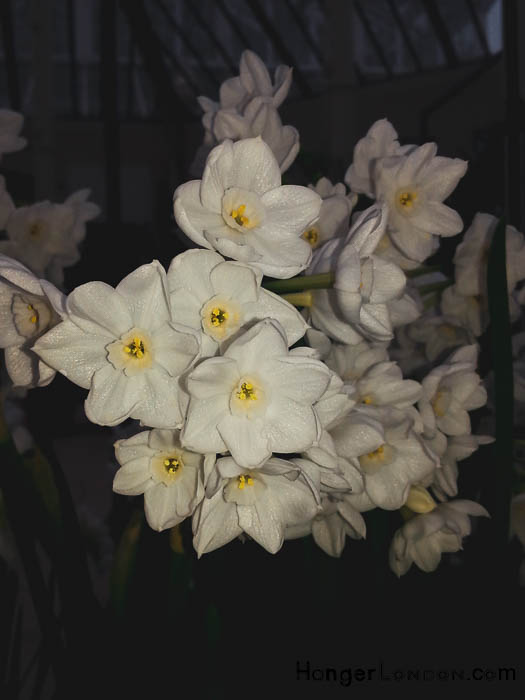 small delicate white flowers temperate house