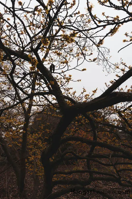 Kew Gardens Mediterranean Garden Hamamelis trees