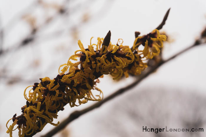 yellow flowering Witch Hazel shrub