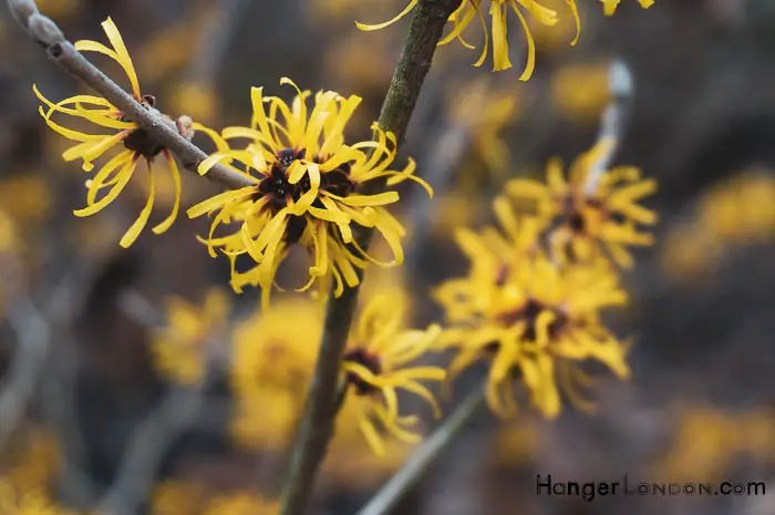 Kew Gardens' Winter Charm: Exploring Holly & Hazel 29 vibrant delicate yellow flowers Hamamelis