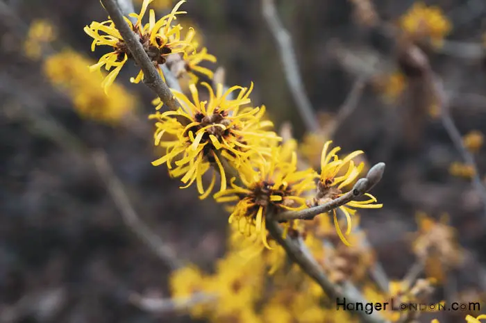 Blooming yellow witch hazel Kew